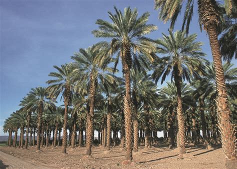 date palm wiktionary   dictionary