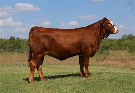 lot 20 lmc bbs layla 5d 37 simbrah show heifer prospect cattle in motion cattle auctions