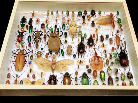 walking arizona insect collection