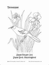 Tennessee Coloring Pages Flower Bird Kids State Printables Learn Homeschooling Nashville Crossword sketch template