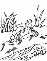 Turtle Grass Colouring Dangerous Samanthasbell Coloringbay Logger sketch template