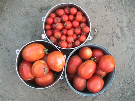 cherry and roma tomatoes harvest garden harvest tomato