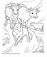 Cow Cows Herd Kolorowanki Boi Vaca Fazenda Kleurplaat Krowa Pascolo Mucche Pastore Farmie Calf Montagna Dairy Mucca Koń sketch template