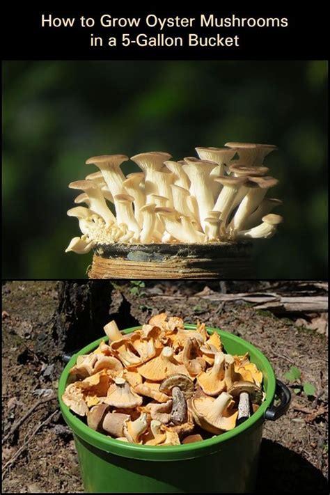 grow oyster mushrooms    gallon bucket  youre