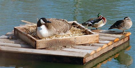 canada goose appears   apprehensive   sits  eggs   floating nesting box