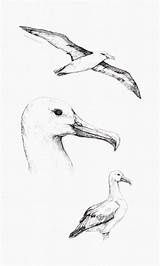 Albatross Albatros Abrir Seagull sketch template