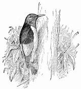 Woodpecker Squidoo sketch template