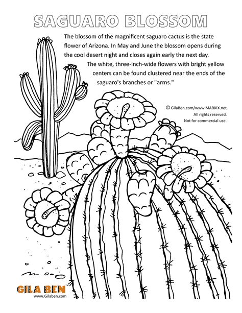 arizona coloring pages  printable coloring pages