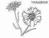 Cornflower Cornflowers Adult sketch template