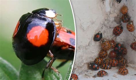 black ladybirds with stds invade uk homes how to spot and get rid of