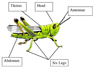 diagram   grasshopper animals pinterest  textbook  insects