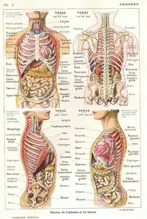 epingle sur anatomie