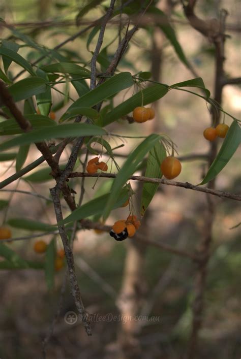 Wombat Berry Pretty Bush Food – Mallee Design