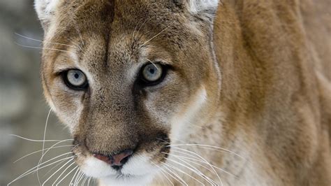 Extinct Puma Cougar May Never Have Existed In South Carolina