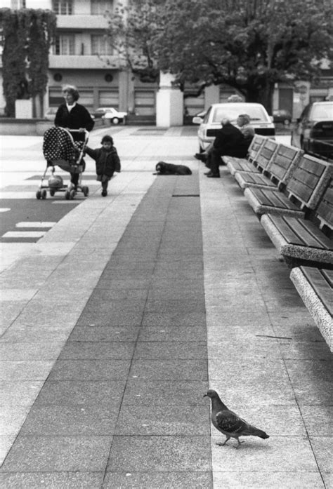 photographes en rhone alpesles pigeons en millieu urbain