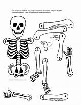 Skeletal System Skeleton Human Halloween Drawing Crafts Label Printable Quiz Bones Craft Cut Kids Body Project Without Coloring Science Pages sketch template