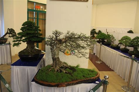 vietnam international bonsai show page