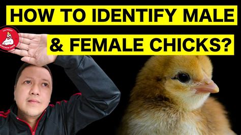 how to identify male and female chicks feather sexing [pinoy backyard