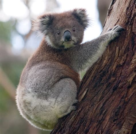 koala wikipedia