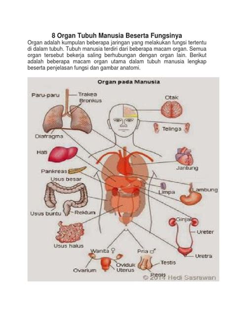organ tubuh manusia beserta fungsinya