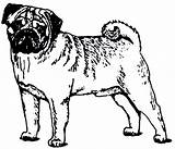 Pug Coloring Clipart Clip Pages Printable Dog Outline Puppy Cute Cliparts Poop Boxer Kids Library Sheets Christmas Dogs Realistic Adults sketch template