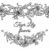 Tiger Lily Border Pattern Garland Flowers Coloring Illustrations Sketch Vector Stock Vectors Dreamstime Vecteezy sketch template