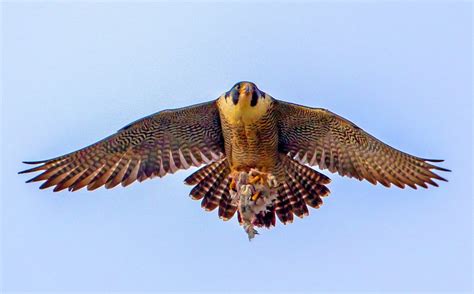 pin  peregrine falcons