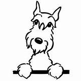Schnauzer Line Miniature Tattoo Mini Dog Drawing Pfoten Hund Clipart Clip Silhouette Coloring Schnauzers Pages Library Search Dibujos Hunde Yahoo sketch template