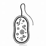 Bacterias Bacteria Bakterien Ausmalbilder Hongos Pintar Ultracoloringpages Hongo Bacterial Cells 21kb sketch template