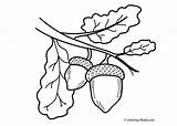 Acorn Acorns Leaf sketch template