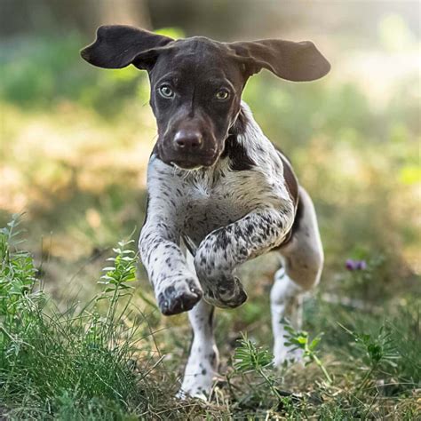 pointer dog facts characteristics puppies temperament animals adda