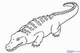 Crocodile Coloring Buaya Gambar Mewarnai Krokodil Alligator Aligator Hewan Sketsa Saltwater Crocodiles Kolorowanka Bonikids Ausmalbild Przyczajony Dinosaur Nile Paintingvalley Druku sketch template