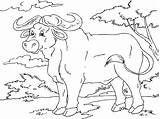 Buffalo Coloring Large sketch template