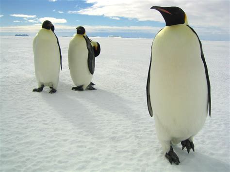 animal planet penguin