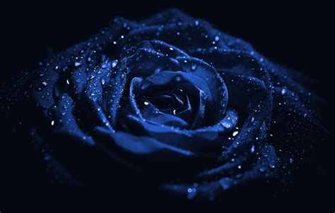 Blue Rose Wallpapers 62 Background Pictures