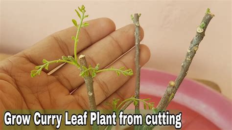 grow curry leaves plant  cutting  updates   grow