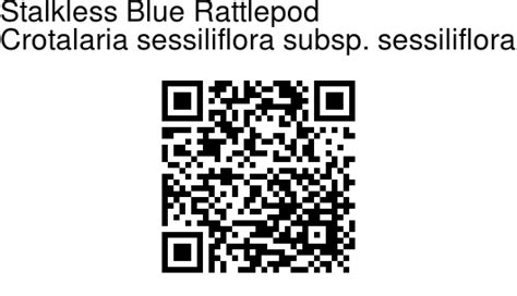 crotalaria sessiliflora subsp sessiliflora stalkless blue rattlepod