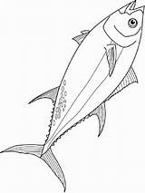 Coloring Pages Fish Tuna sketch template