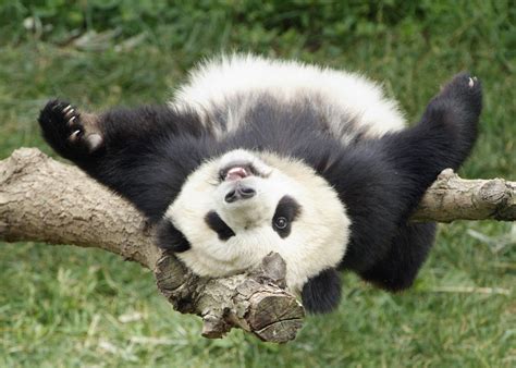 encyclopaedia  babies  beautiful wild animals giant panda   bamboo beautiful