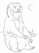 Oso Malayo Sentado Colorear Baren Bears Osos Grizzly Dibujosonline Categorias sketch template