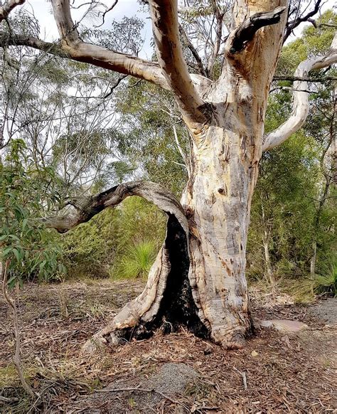 gumtree australia bush eucalyptus natural gum nature tree
