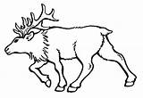Elk Coloringpagebook sketch template