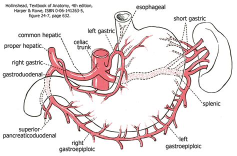 celiac trunk branches diagram arteries anatomy celiac artery arteries