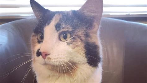 David Bowie Super Rare Male Calico Found In Indiana Adopted