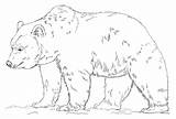 Grizzly Bear Oso Pardo Dibujos Osos Bears Panda sketch template