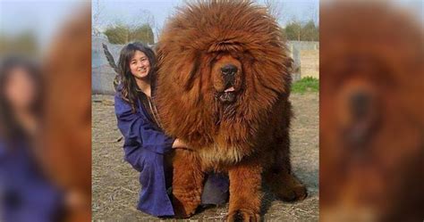 biggest dogs