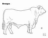 Coloring Cattle Brangus Breed Sketch sketch template