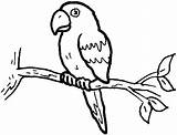 Parrot Coloring Pages Fish Cartoon Amazon Colour Drawing Printable Color Little Clipart Adults Getdrawings Sheet Parrots Kids Designlooter Baby Getcolorings sketch template