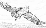 Coloring Prey Bird Falcon Pages Animals Designlooter sketch template