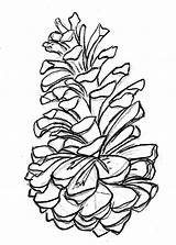 Cone Pine Drawing Pinecone sketch template
